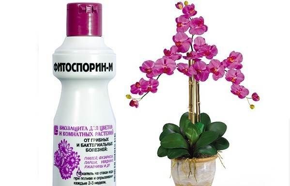 Фітоспорін-препарат-для-рослин-Опис-особливості-і-застосування-Фітоспорін-3