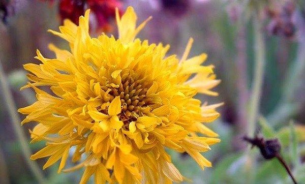 Гайлардія-квітка-Опис-особливості-види-і-догляд-за-гайлардия-20