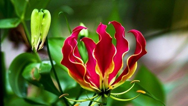 Глориоза-квітка-Опис-особливості-види-і-догляд-за-глоріоза-5