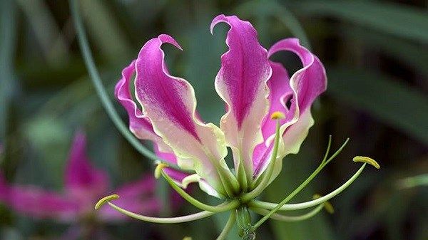 Глориоза-квітка-Опис-особливості-види-і-догляд-за-глоріоза-7