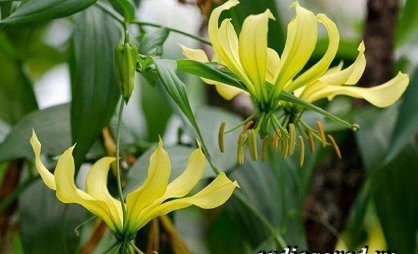 Глориоза-квітка-Опис-особливості-види-і-догляд-за-глоріоза-14