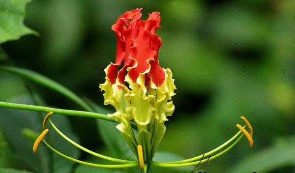 Глориоза-квітка-Опис-особливості-види-і-догляд-за-глоріоза-9