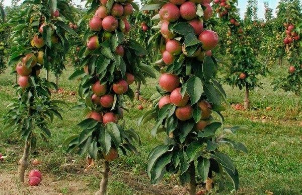 Як-виростити-яблуню-6-1