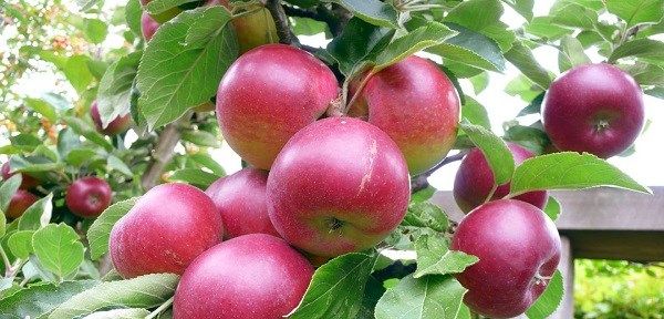 Як-виростити-яблуню-12