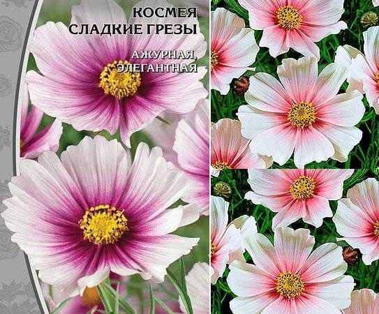 Космея-квітка-Опис-особливості-види-і-догляд-за-КОСМЕЯ-14