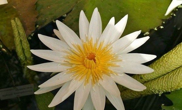 Латаття-біла-квітка-Опис-особливості-і-властивості-білої-латаття-17