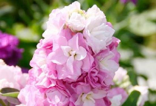 Матіола-квітка-Опис-особливості-види-і-догляд-за-матіоли-11
