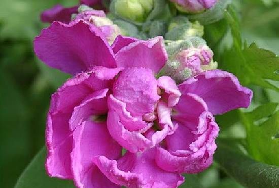 Матіола-квітка-Опис-особливості-види-і-догляд-за-матіоли-12