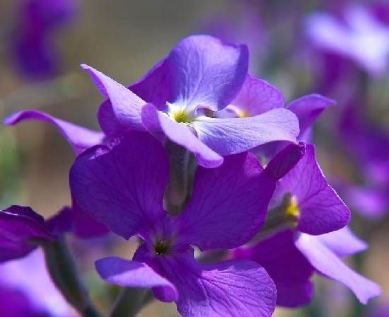 Матіола-квітка-Опис-особливості-види-і-догляд-за-матіоли-2