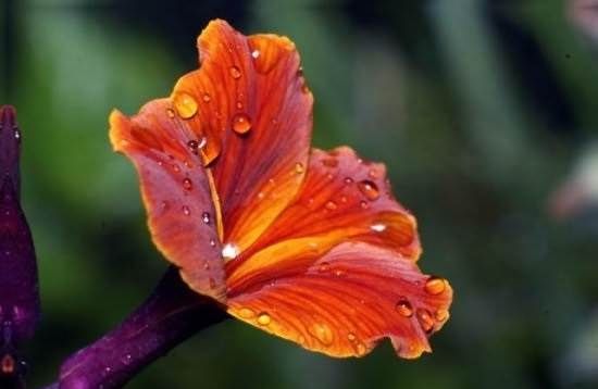 Матіола-квітка-Опис-особливості-види-і-догляд-за-матіоли-9