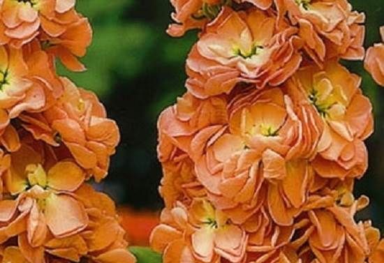 Матіола-квітка-Опис-особливості-види-і-догляд-за-матіоли-8