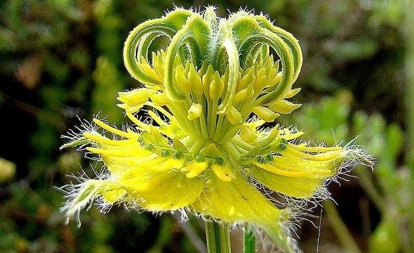 Нігелла-квітка-Опис-особливості-види-і-догляд-за-нигелла-13