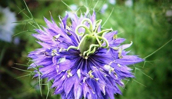 Нігелла-квітка-Опис-особливості-види-і-догляд-за-нигелла-5