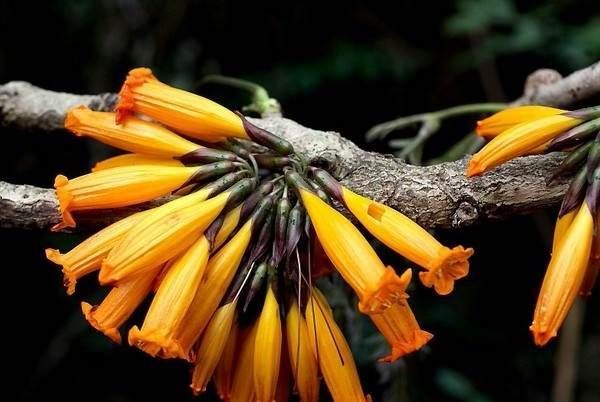 Радермахера-квітка-Опис-особливості-види-і-догляд-за-Радермахер-10