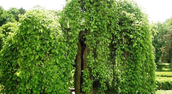 Шовковиця-тутового-дерево-Опис-особливості-види-і-догляд-за-шовковицею-5