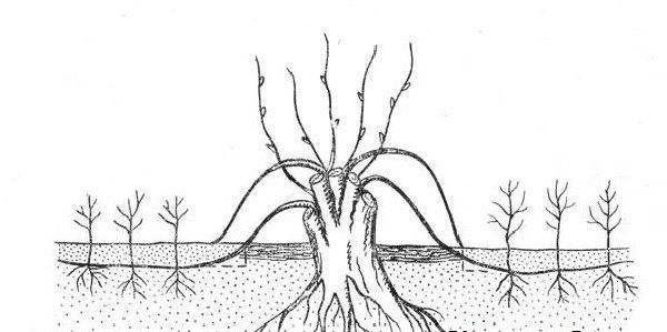 Шовковиця-тутового-дерево-Опис-особливості-види-і-догляд-за-шовковицею-19
