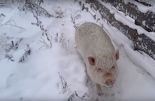 зимове утримання свиней