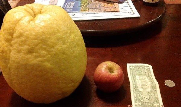 Вирощування-лимона-Як-виростити-лимон-в-домашніх-умовах-Догляд-за-лимоном-1