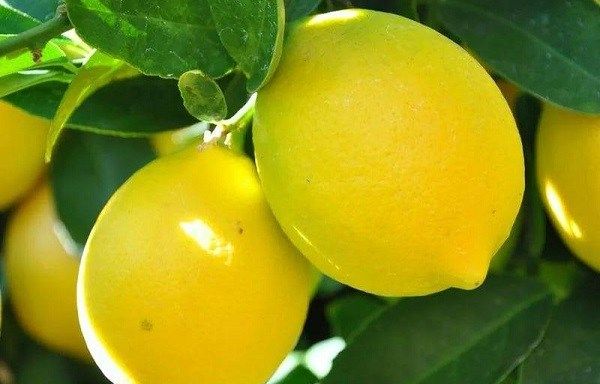 Вирощування-лимона-Як-виростити-лимон-в-домашніх-умовах-Догляд-за-лимоном-19
