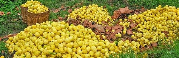 Вирощування-лимона-Як-виростити-лимон-в-домашніх-умовах-Догляд-за-лимоном-20