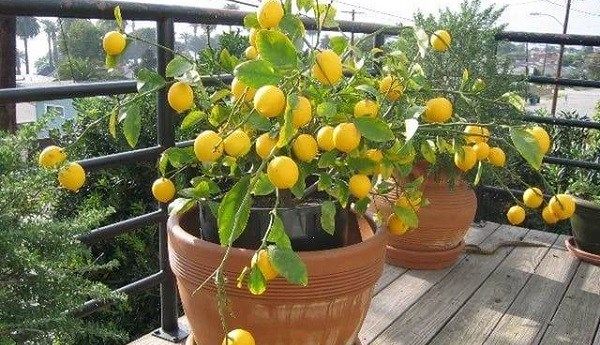 Вирощування-лимона-Як-виростити-лимон-в-домашніх-умовах-Догляд-за-лимоном-17