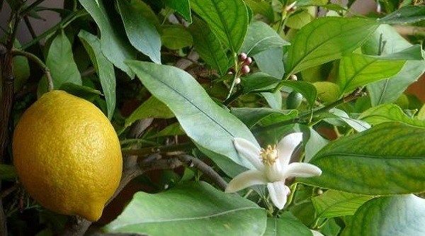 Вирощування-лимона-Як-виростити-лимон-в-домашніх-умовах-Догляд-за-лимоном-6