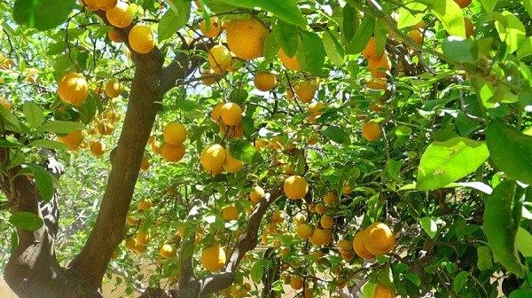 Вирощування-лимона-Як-виростити-лимон-в-домашніх-умовах-Догляд-за-лимоном-16