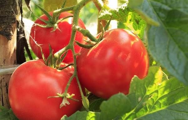 Вирощування-розсади-томатів-в-домашніх-умовах-29