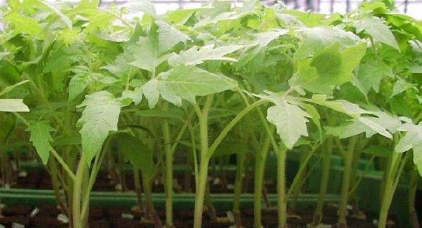 Вирощування-розсади-томатів-в-домашніх-умовах-15