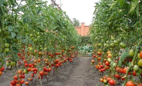Вирощування-розсади-томатів-в-домашніх-умовах-30
