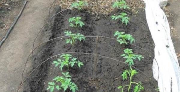 Вирощування-розсади-томатів-в-домашніх-умовах-3