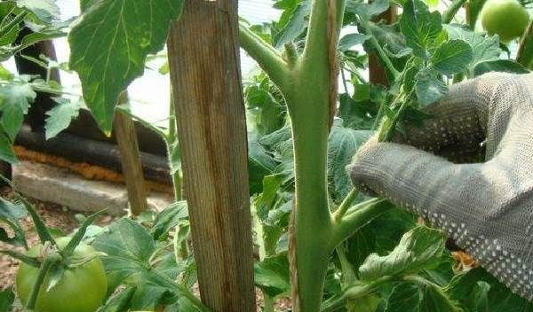 Вирощування-розсади-томатів-в-домашніх-умовах-21
