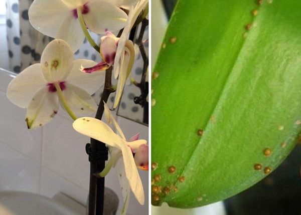 боротьба з шкідниками орхідей