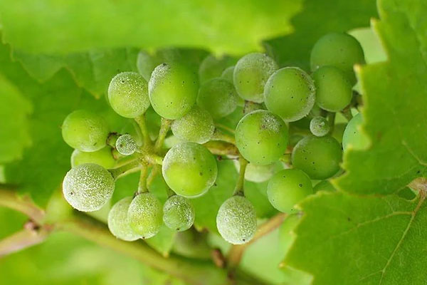 зелене мило для винограду