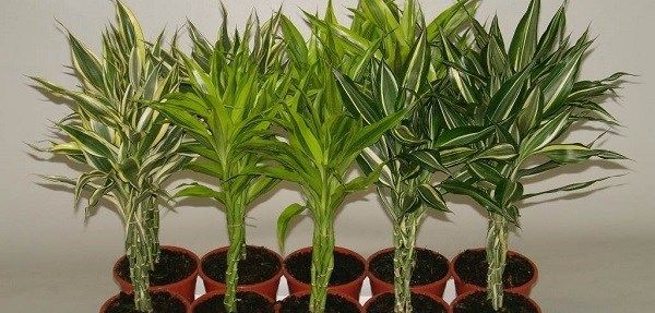 Бамбук-рослина-Вирощування-бамбука-Догляд-за-бамбуком-12