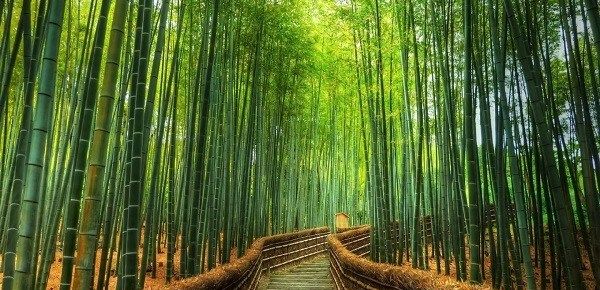 Бамбук-рослина-Вирощування-бамбука-Догляд-за-бамбуком-1