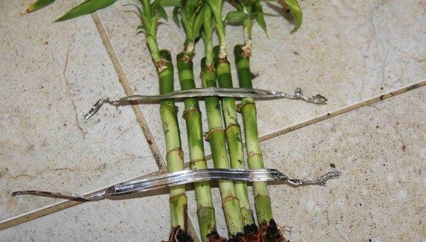 Бамбук-рослина-Вирощування-бамбука-Догляд-за-бамбуком-15