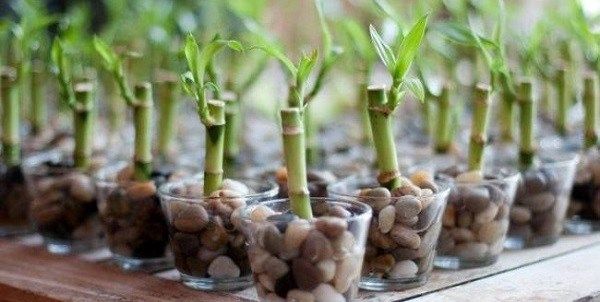 Бамбук-рослина-Вирощування-бамбука-Догляд-за-бамбуком-8