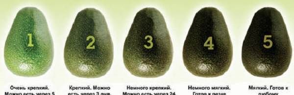 Чимось корисний-авокадо-Протипоказання-і-корисні-властивості-авокадо-9