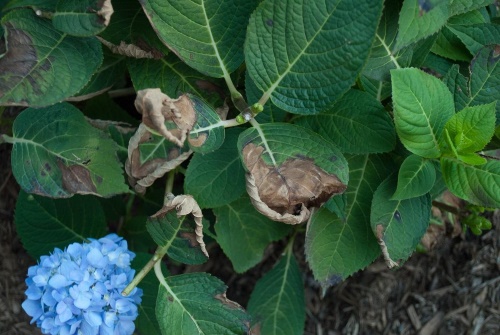 чому сохнуть листя гортензії