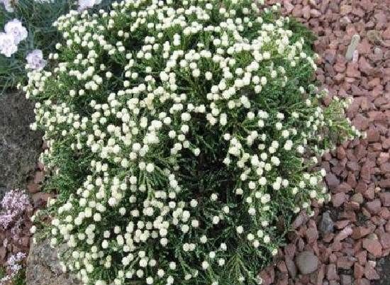 Геліхрізум-квітка-Вирощування-геліхрізума-Догляд-за-геліхрізум-2