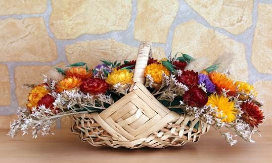 Геліхрізум-квітка-Вирощування-геліхрізума-Догляд-за-геліхрізум-7