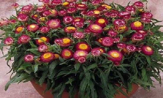 Геліхрізум-квітка-Вирощування-геліхрізума-Догляд-за-геліхрізум-8