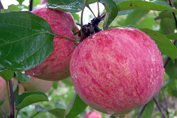 літні сорти яблук