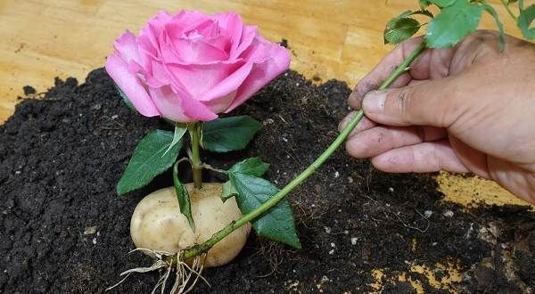 Як-посадити-розу-з-букета-2
