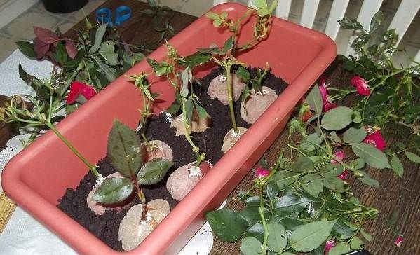 Як-посадити-розу-з-букета-11