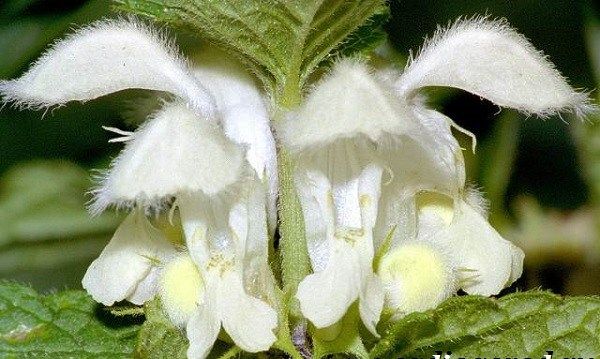 Яснотка-квітка-Опис-особливості-види-і-догляд-за-глуха кропива-13