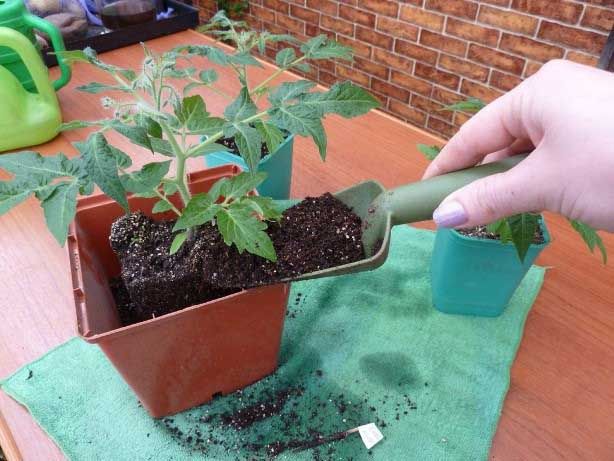 Перевалка розсади томатів
