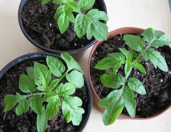 Вирощування розсади томатів без пікіровки