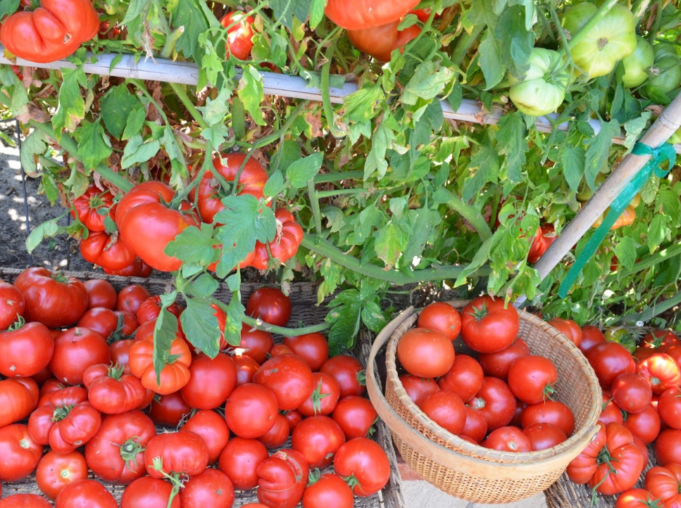 Коли і як необхідно висаджувати розсаду томатів у відкритий грунт: актуальні терміни для пізньої весни, поради багатого врожаю.